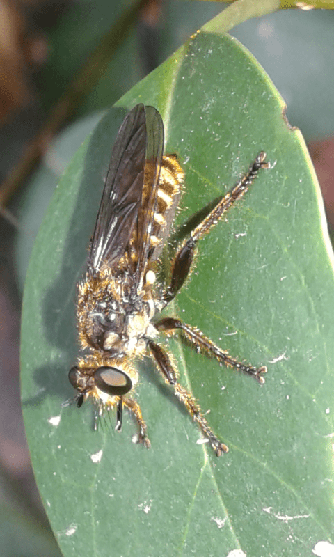 Asilidae ; Choerades sp.?  S